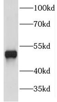 FNTB Rabbit Polyclonal Antibody