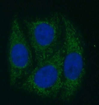 FOXA2 Rabbit Polyclonal Antibody