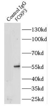 FOXP3 Antibody
