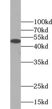 FOXP3 Antibody