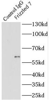 FZD7 Antibody