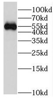 FRS3 Rabbit Polyclonal Antibody