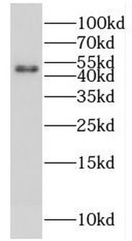 FSTL1 Rabbit Polyclonal Antibody