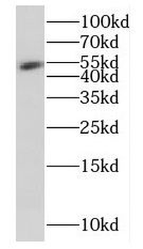 FUCA2 Rabbit Polyclonal Antibody