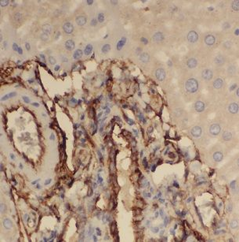 FUCA2 Rabbit Polyclonal Antibody
