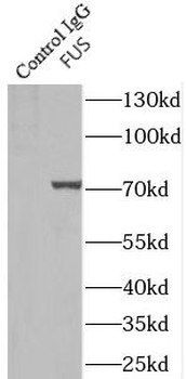 FUS Rabbit Polyclonal Antibody