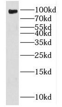 FXR2 Antibody