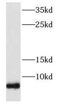 FXYD2 Rabbit Polyclonal Antibody