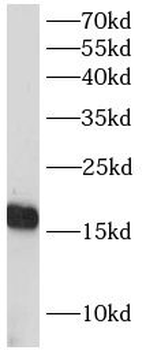 GADD45G Antibody