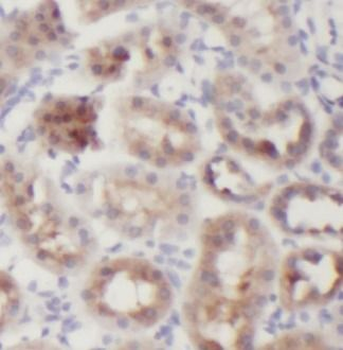 GAPDH Mouse Monoclonal Antibody