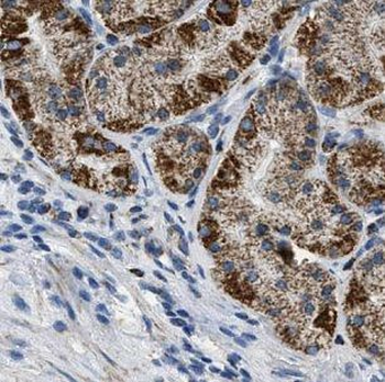 GKN1 Rabbit Polyclonal Antibody