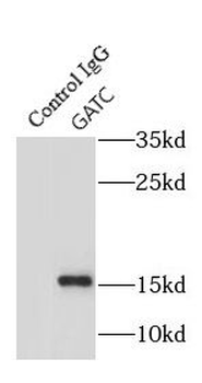 GATC Rabbit Polyclonal Antibody