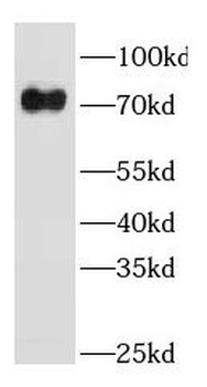 GBP4 Antibody