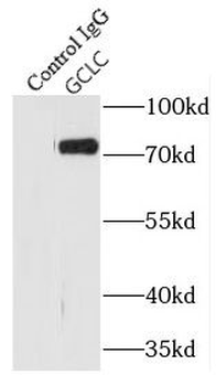 GCLC Rabbit Polyclonal Antibody