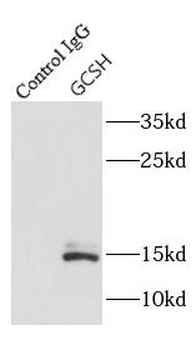 GCSH Rabbit Polyclonal Antibody