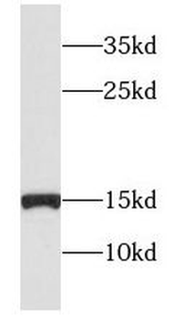 GCSH Rabbit Polyclonal Antibody