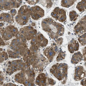 GEMIN8 Rabbit Polyclonal Antibody