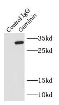 GMNN Antibody
