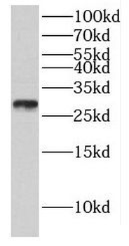 GMNN Antibody