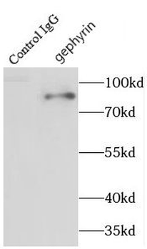 GPHN Rabbit Polyclonal Antibody