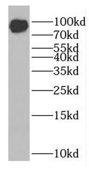 GPHN Rabbit Polyclonal Antibody