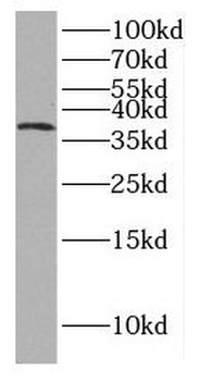 GFRA2 Antibody