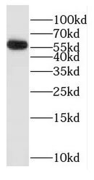 GK5 Rabbit Polyclonal Antibody