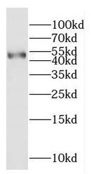 GLRA1 Rabbit Polyclonal Antibody