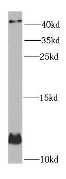 GLRX Antibody