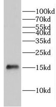 GLRX2 Rabbit Polyclonal Antibody