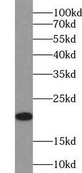 GCG Rabbit Polyclonal Antibody