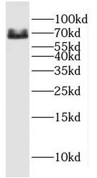 GPC4 Rabbit Polyclonal Antibody