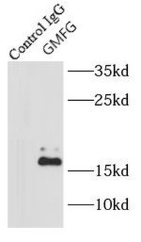 GMFG Rabbit Polyclonal Antibody