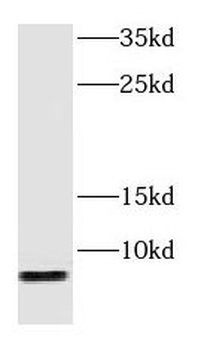 GNG2 Rabbit Polyclonal Antibody