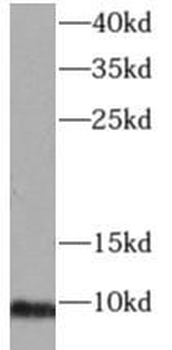 GNG4 Rabbit Polyclonal Antibody