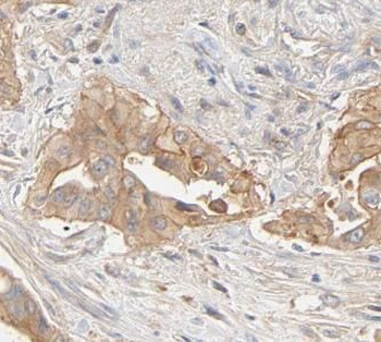 GNG4 Rabbit Polyclonal Antibody
