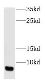 GNGT1 Rabbit Polyclonal Antibody