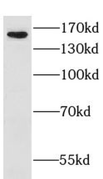 GOLGA3 Rabbit Polyclonal Antibody