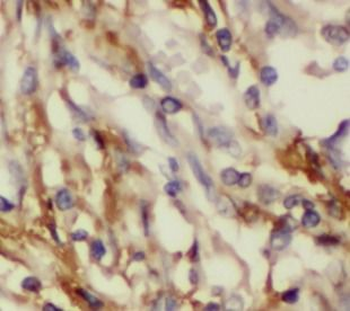 GPI Rabbit Polyclonal Antibody