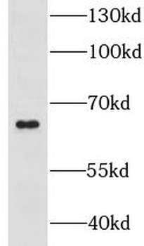 GPR108 Rabbit Polyclonal Antibody