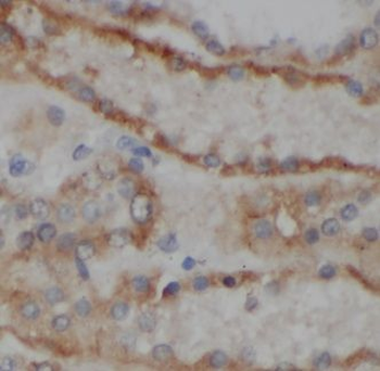 GPR108 Rabbit Polyclonal Antibody