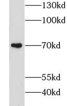GPR161 Antibody
