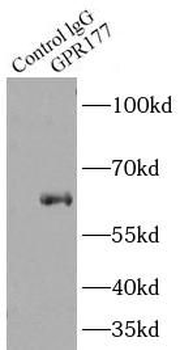 WLS Rabbit Polyclonal Antibody