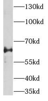 WLS Rabbit Polyclonal Antibody