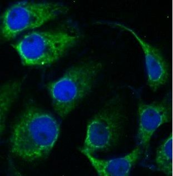 GPR50 Rabbit Polyclonal Antibody