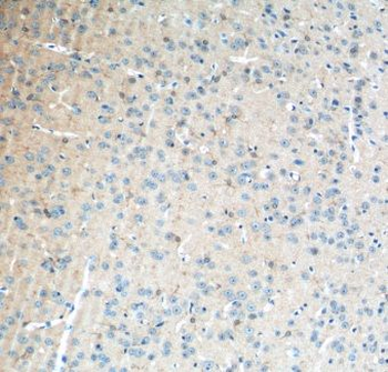 GPR50 Rabbit Polyclonal Antibody