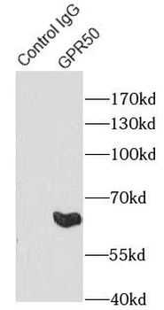 GPR50 Rabbit Polyclonal Antibody