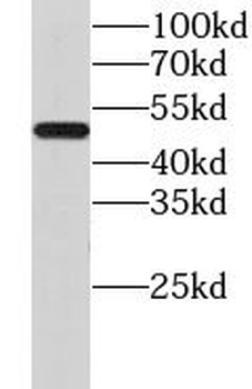 GPR83 Antibody