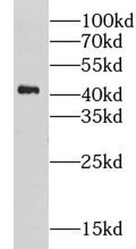 GPRC5A Rabbit Polyclonal Antibody