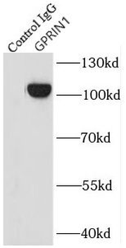 GPRIN1 Rabbit Polyclonal Antibody